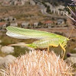 Sauterelle cymbalière. חרגולית עם צינור הטלה